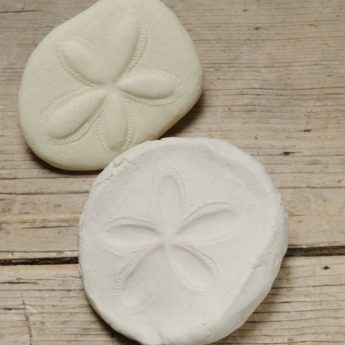 Play and Explore Fossils