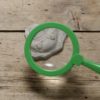 Play and Explore Fossils