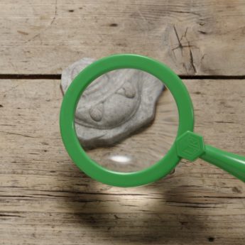 Play and Explore Fossils