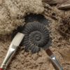 Play and Explore Fossils