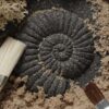 Play and Explore Fossils