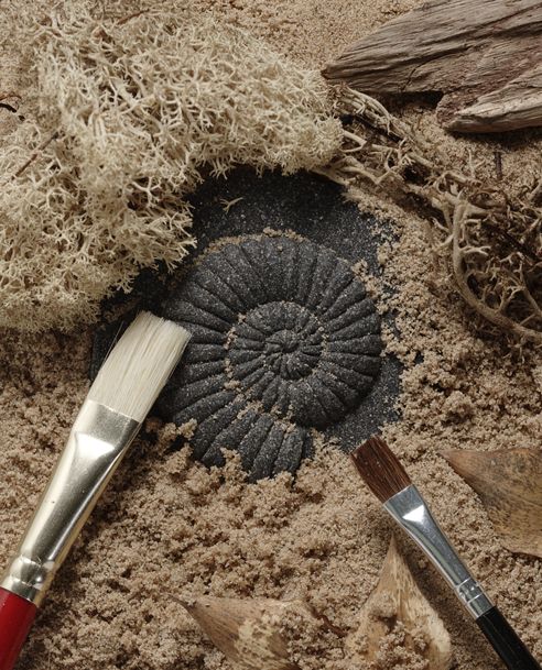 Play and Explore Fossils