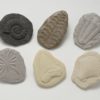 Play and Explore Fossils