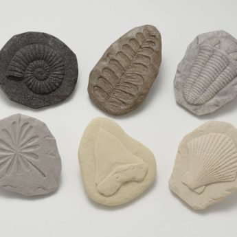Play and Explore Fossils