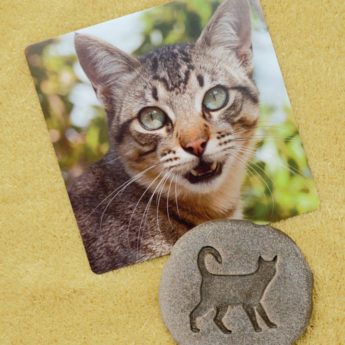 Let’s Investigate – Farmyard Footprints