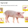 The Three Little Pigs App - Image 4