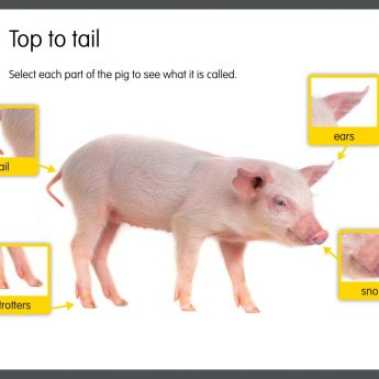 The Three Little Pigs App - Image 4