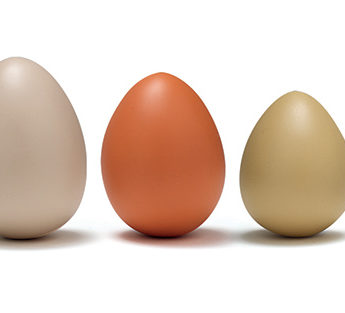 Size-Sorting Eggs - Image 2