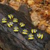 Honey Bee Number Stones - Image 5