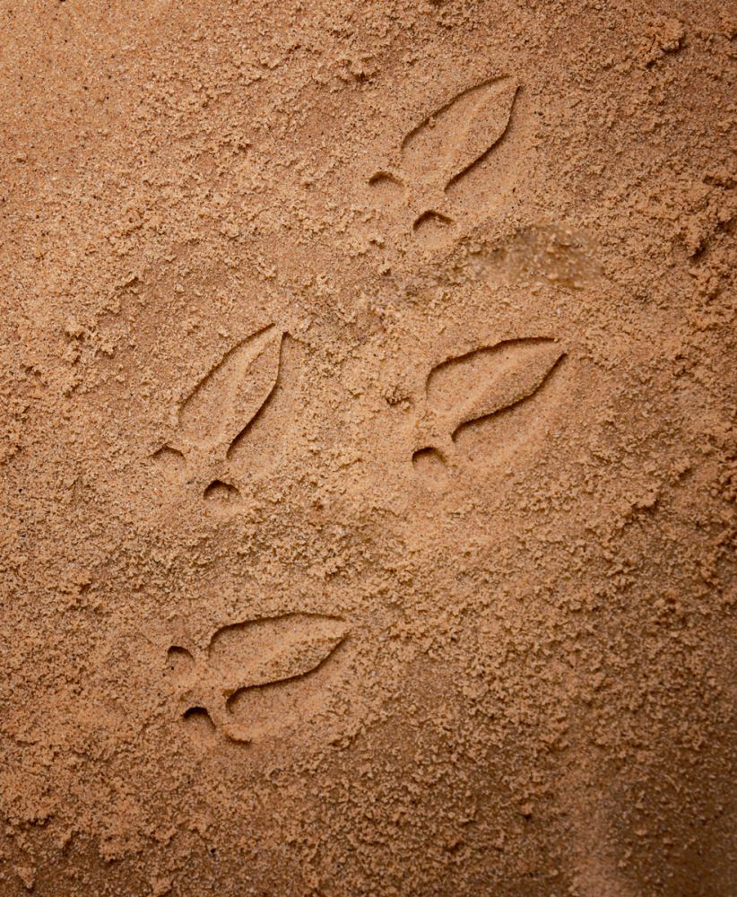 Footprints