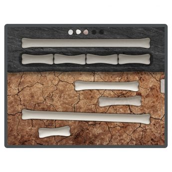 Learn matching and measuring skills with this dinosaur bones app