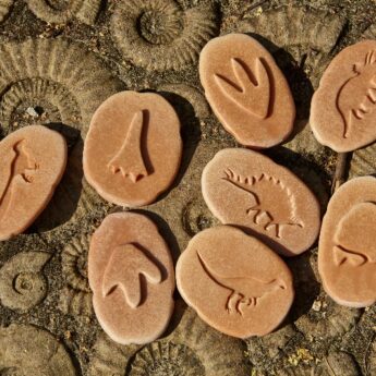 Let’s Investigate – Dinosaur Footprints