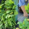 FREE 'plant & grow' printables - Image 6