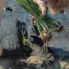 FREE 'plant & grow' printables - Image 11