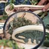 Dinosaur Wooden Characters - Image 4