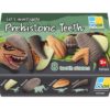 Let's Investigate - Prehistoric Teeth - Image 10