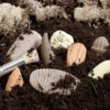 Let's Investigate - Prehistoric Teeth - Image 2