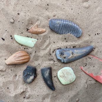 Let's Investigate - Prehistoric Teeth - Image 8