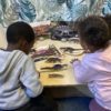 Prehistoric Teeth Explore and Discover Activity Cards - Image 7