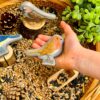 Birds - Sensory Play Stones - Image 7