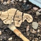 Dig and Discover – Triceratops & Spinosaurus - Image 8