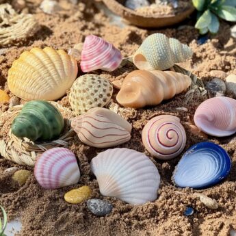 Seashells - Sensory Play Stones