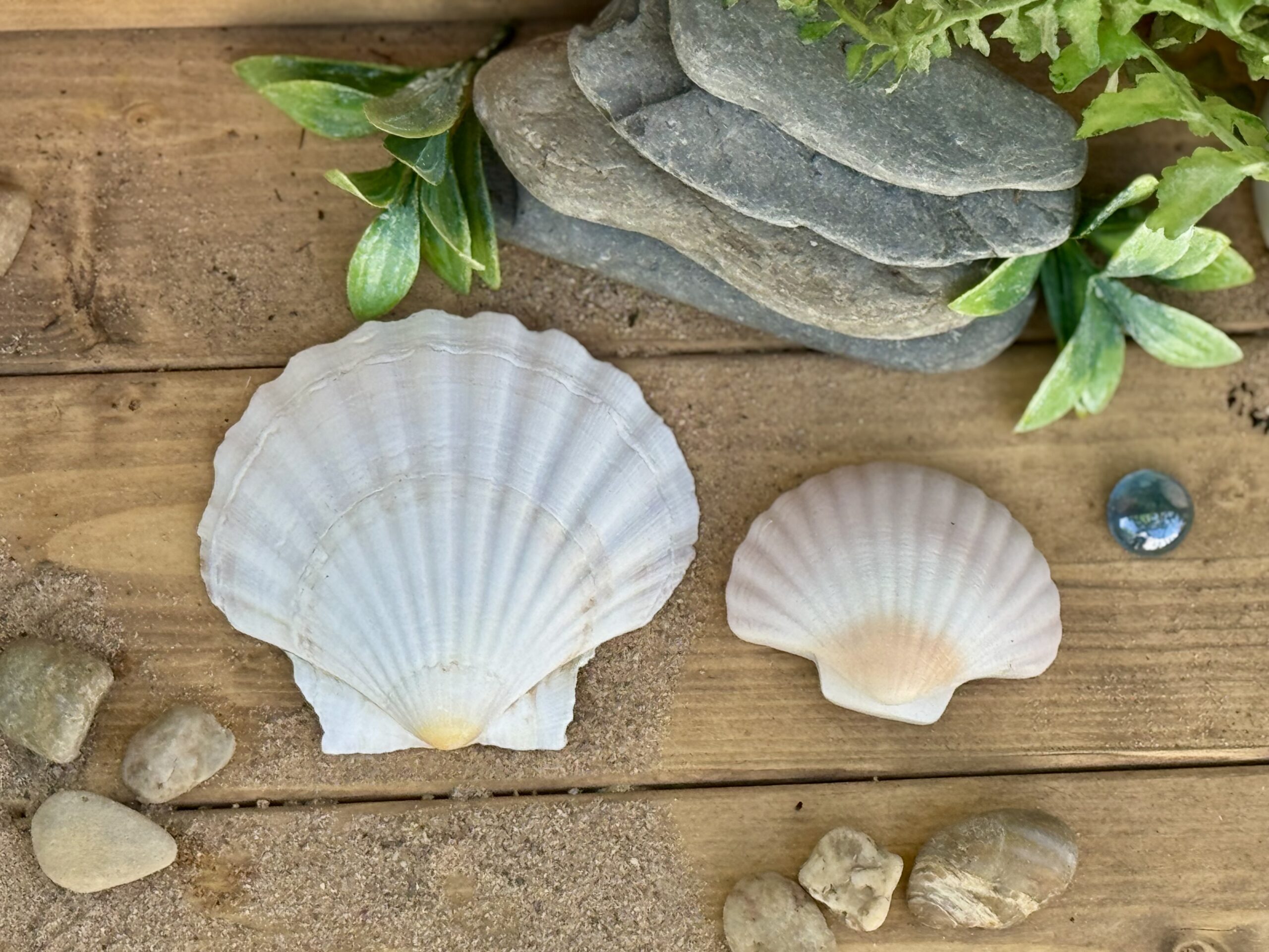 Seashells - Sensory Play Stones - Image 13