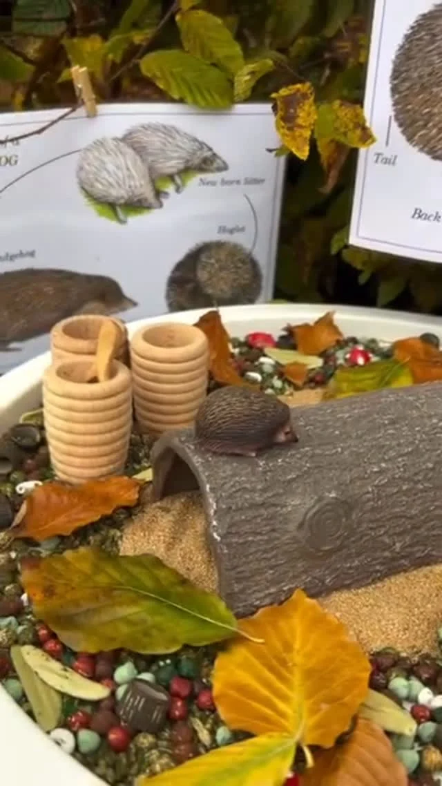 It’s Hedgehog Awareness Week!

Did you know hedgehogs need our help? These little animals love to wander through gardens looking for food, but sometimes they need a helping hand.

Here are some simple ways we can all help our spiky friends:
🍃Make a hedgehog highway! Ask a grown-up to make a small hole in the garden fence so hedgehogs can explore safely.
🍃Leave a wild corner! Piles of leaves, logs, and long grass are perfect homes for hedgehogs.
🍃Put out water and food. A shallow dish of water and some meaty cat food (not fishy!) can really help.
🍃Check before you strim or mow. Hedgehogs like to curl up in quiet places – always take a look first!
🍃Never give them milk or bread. It can make them poorly.

Let’s be kind to hedgehogs and make our gardens a safe place for them to snuffle and snooze!

 🎥 • @the_play_adventures_ 🦔

#hedgehogawarenessweek #sensorytray #learningthroughplay #yellowdooreducation #yellowdoorplay